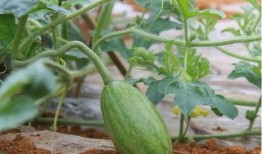 52每日大瓜视频,揭秘娱乐圈幕后故事，带你领略明星真实生活